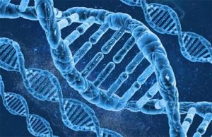 挑战记忆的神经之旅：DNA的奥秘
